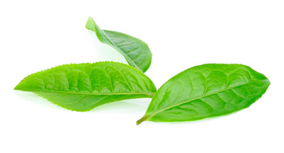 hojas-de-te-verde
